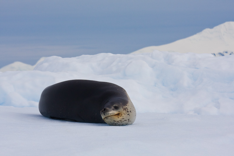 Leopard Seal On Iceberg